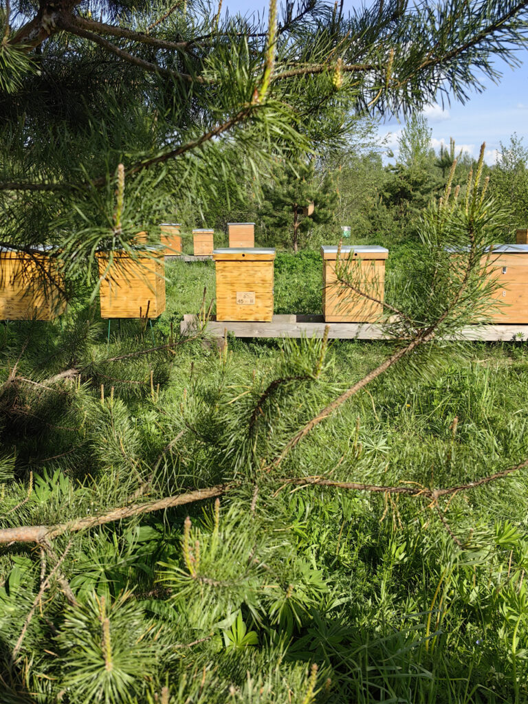 Кемпинг Травы и Пчёлы