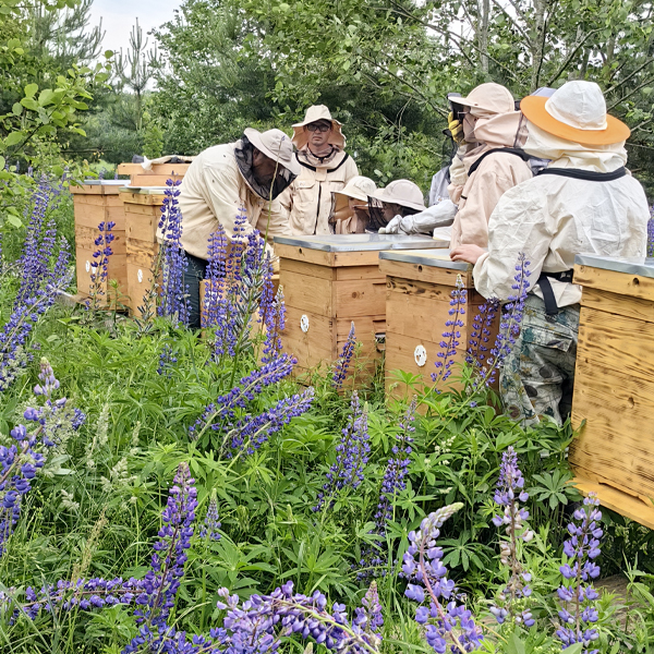 Экскурсии на пасеку