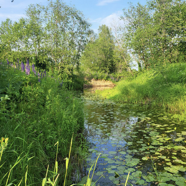 Живописная река Русса