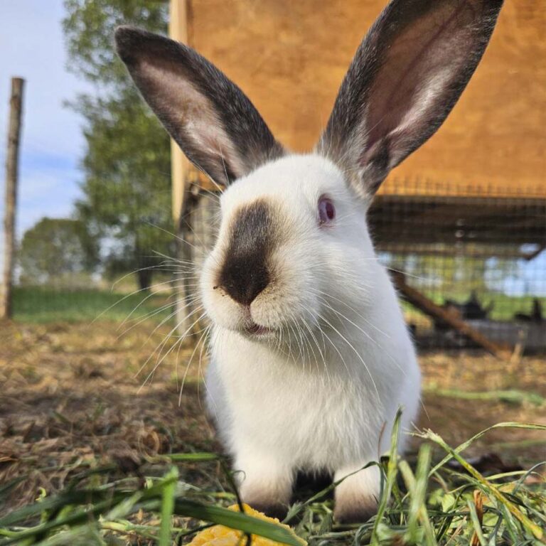 Контактный зоопарк