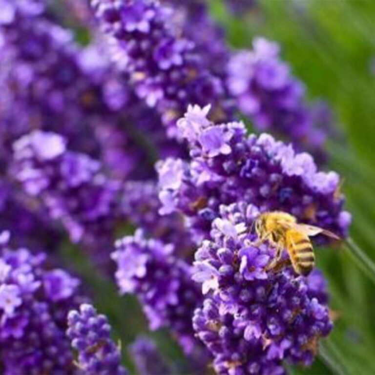 Лавандовое поле