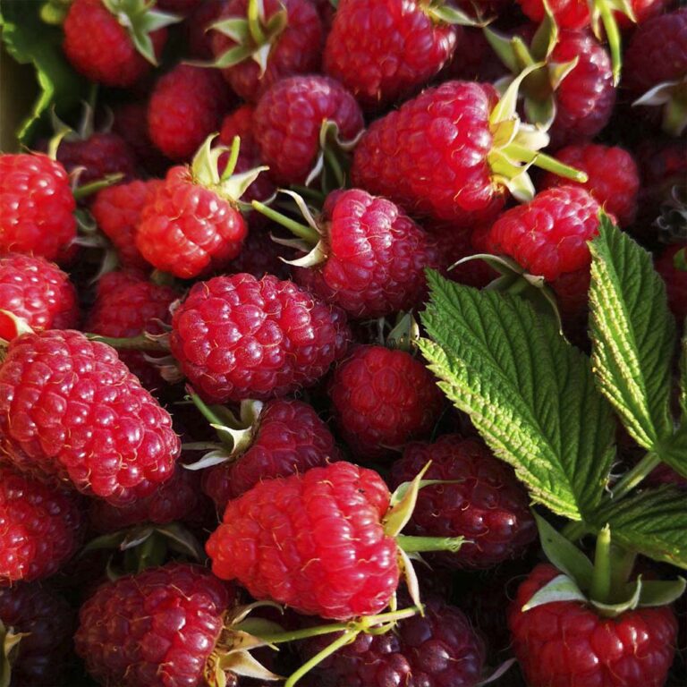 Ягодная плантация